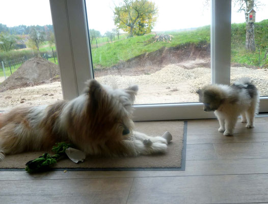 Im Moment machen wir viele Fotos, wenn Milou bei uns ist.