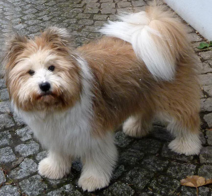 O-Samba von Werths Echte.