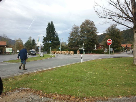 Eeeendlich konnte ich mal wieder mit der Hundeschule Fürth...