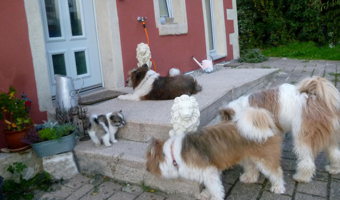 ...und Familienhunde teilen nun mal gern.