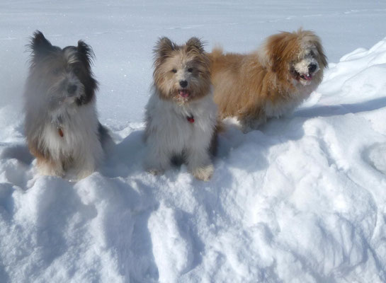 Links Oskars Mutter Candy, Mitte Schwester O-Samba, rechts Okapi-Oskar.