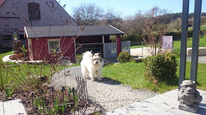 Ferienhaus mit Hund