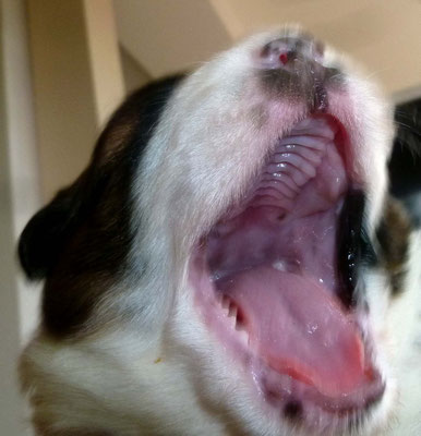 Hungäääääär!!!