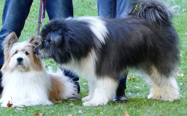 Foto: Michaela Hilburger. Pookie und ihr Sohn Willi Welan