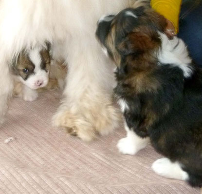 23.03. die Q-chens haben den ersten Besuch...