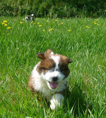 Die 6. Woche   Die Jungs gehen Gassi - Rocky ist gut drauf.