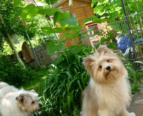 Auch Roxy und Samba sind gespannt - wer kommt da wohl?