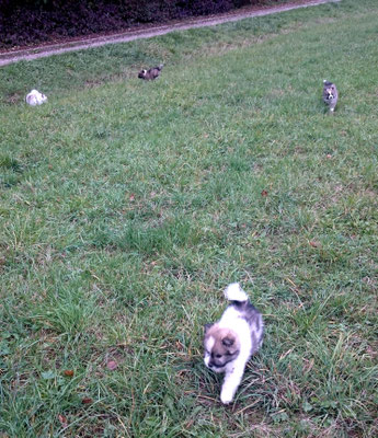 Familienhund