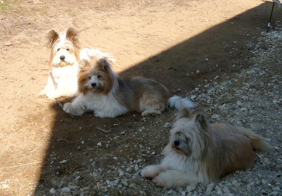 Samba ist schon wieder ganz gechillt...