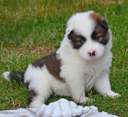 willkommen im leben die elo welpen von werths echte sind 5 wochen alt familienhund elo welpe von werths echte