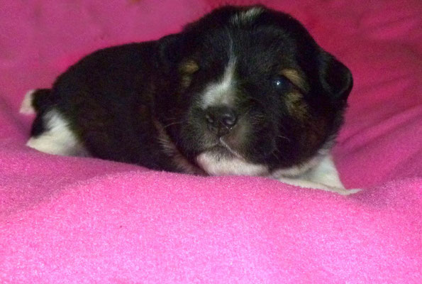 ...unser "Bomber" wiegt 1.380 g