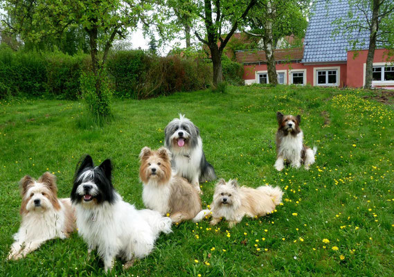 Bolle und sein Harem :-).