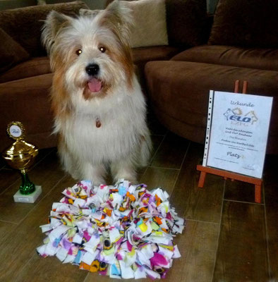 Ouh, Pookie hat ein Päckchen bekommen. Sie hat den 1. Platz gemacht beim letzten Herbst-Elo-Treffen bei der Wahl des schönsten Groß-Elo-Rauhaar. Ein Pokal, eine Urkunde und ein Schnüffeltuch hat sie bekommen!