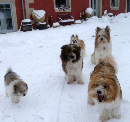 ...Schnee ist einfach hündisch.