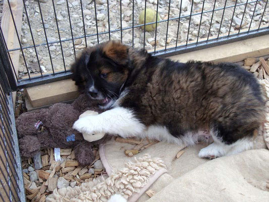 Die 6. Woche   12.04. Mein Frauchen ist wieder zu Besuch und hat mir was zum spielen mitgebracht :-))).
