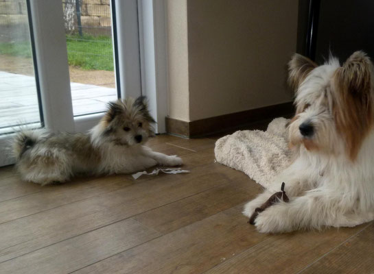 ...und erzieht, hier geht es um eine Stoffmaus, die Milou jetzt nicht bekommt.