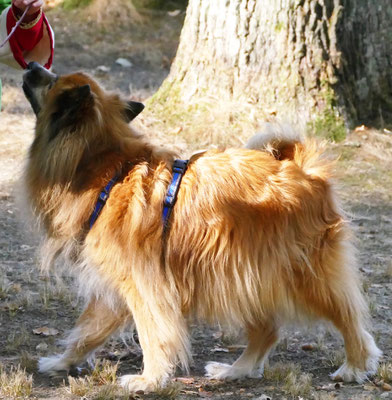 Foto: Michaela Hilburger. Klein-Elo-Hündin Bambi, auch schon sehr alt. Sie stammt aus einer früheren Elo-Zuchtstätte in Österreich. Und in der Familie lebt jetzt noch Xena-Xully von Werths Echte 