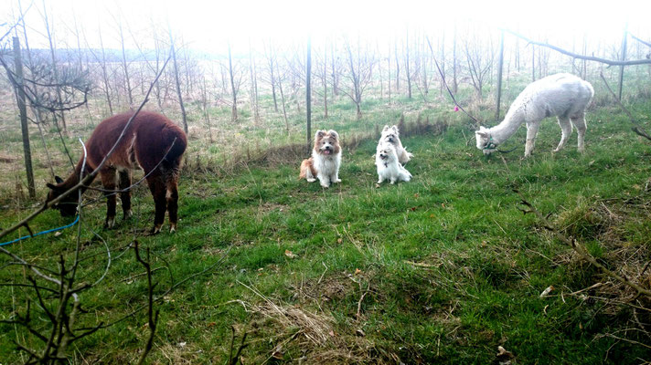 Hund und Alpaka