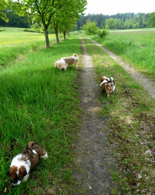 ...die Mädels gehen auf ihren ersten Spaziergang.