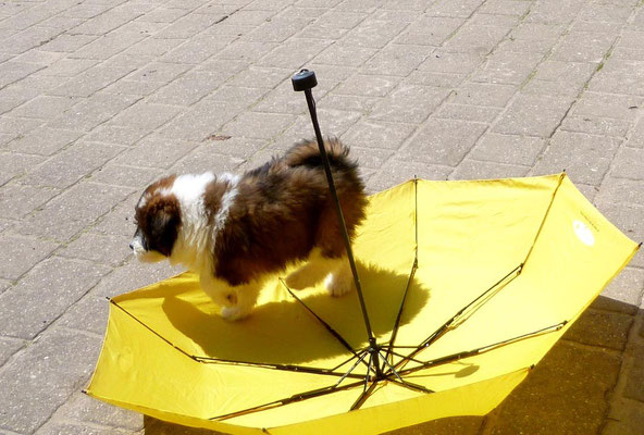 Ein Regenschirm in dieser Hitze - so ein Quatsch.