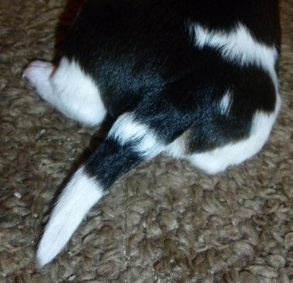 ...hatten wir so noch in keinem Wurf :-).