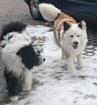 Demenzhund
