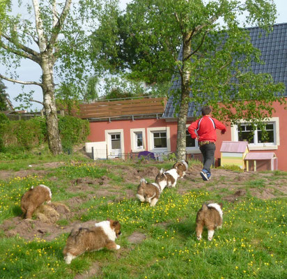 Der Rattenfänger von Hameln - oder der Elofänger von Oberdombach,