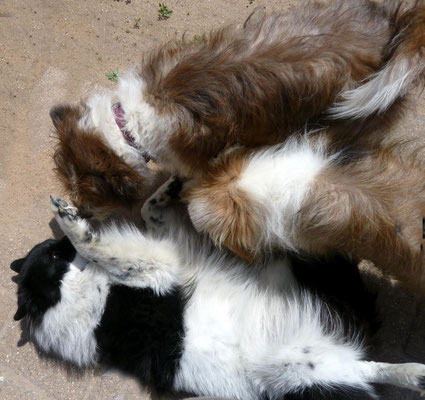 Candys Sohn und Pookies Bruder Puck war da.