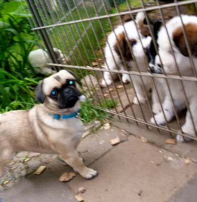 Der Mini-Mops-Mix Lina ist zu Besuch...