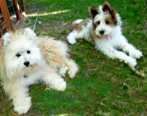 Dann ist Maggie da - sie kommt auch mit allen unseren Hunden gut aus.