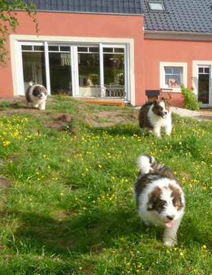 Loooos, alle mann auf die neuen Besucher....
