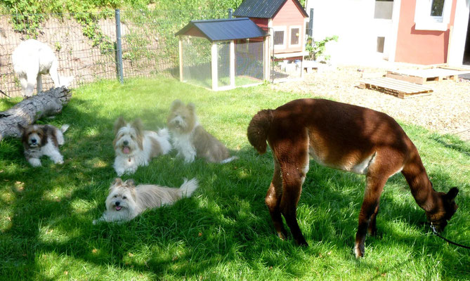 Die Hunde haben sich mit dazu gesellt...