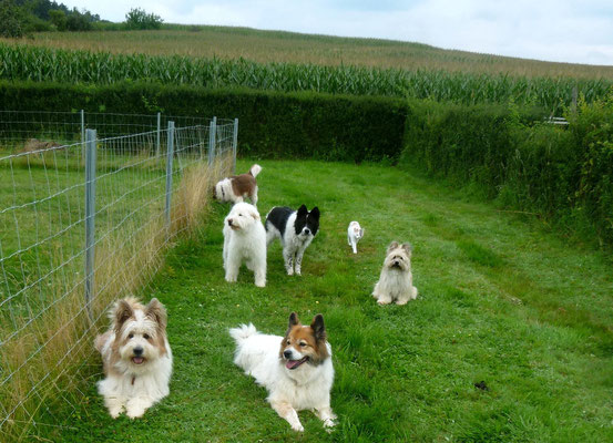 ...und mischt sich unter die Hunde.