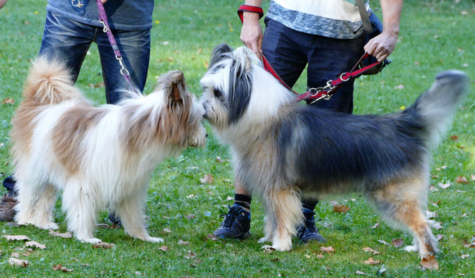 Foto: Michaela Hilburger. Pookie und ihr Sohn U-Billie-Jean-Mikko von Werths Echte