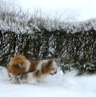 Pookie im Schnee.