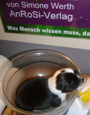 Wiegen ist jeden Abend angesagt...
