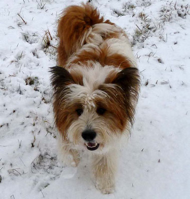 ...wenigstens hier sieht Pookie ihren ersten Schnee.