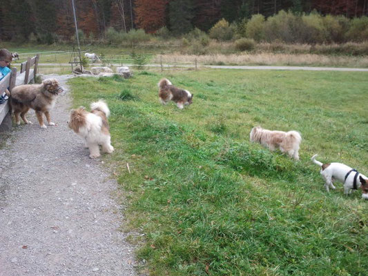 ...in die schöne Jagdhütte nach Bayrischzell mitfahen...