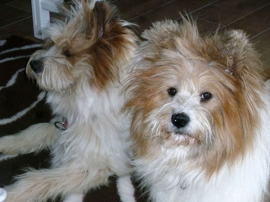 Die beiden Halbschwestern Pookie und Samba.
