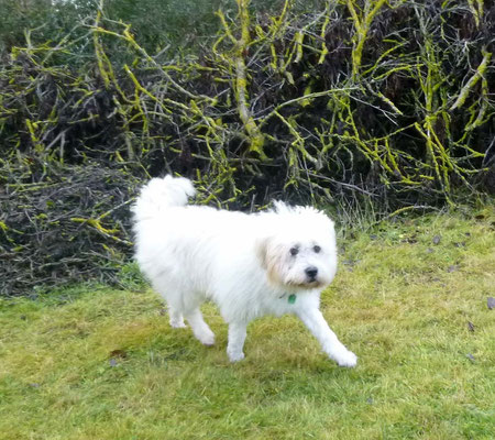 Roxys Sohn Atze-Sammy von Werths Echte, geboren 1999 ist...