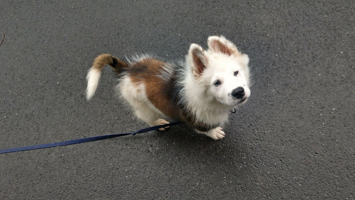 Avalon Kovu Rude Familienhund Elo Welpe Von Werths Echte