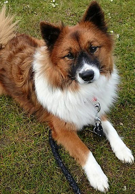 Warnhund Diabetes: Der Elo