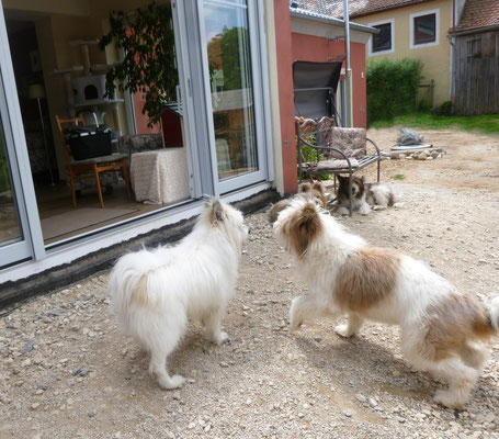Yukai ist da. Seines Zeichens Klein-Elo Rau aus der Pension Vilstal.