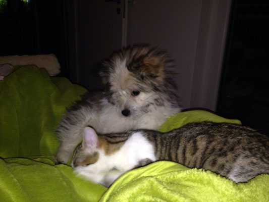 Währenddessen vergügt sich Milou lieber mit Katze Mini-Mimi von unserer Tochter.
