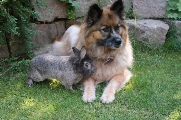 Wir haben wieder Fotos von unserer "Ex-Alisha" bekommen. Hier mit dem Familienkaninchen...
