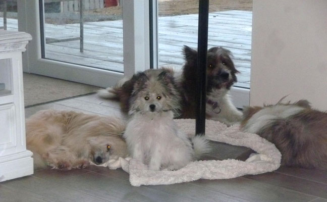Um unseren "Weihnachtsbaum" - was machen die Hunde nur, wenn der wieder auf der Terrasse steht???