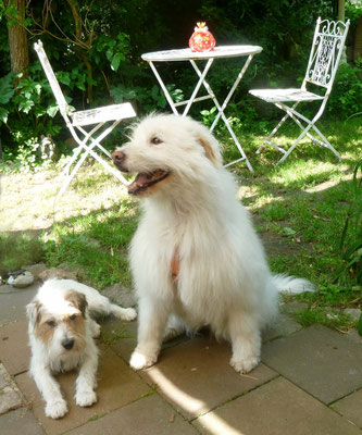 Der freche Cooper und die ...