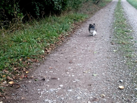 seriöse Hundezucht