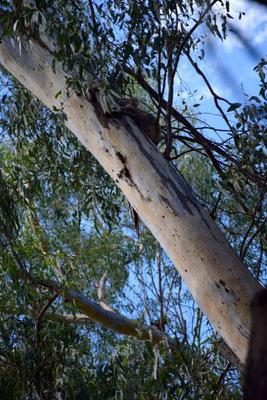 Koala Bär