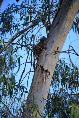 Koala Bär